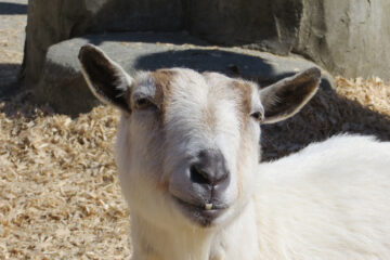 photo of Mona the goat