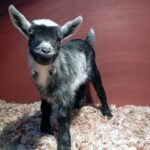 photo of baby goat