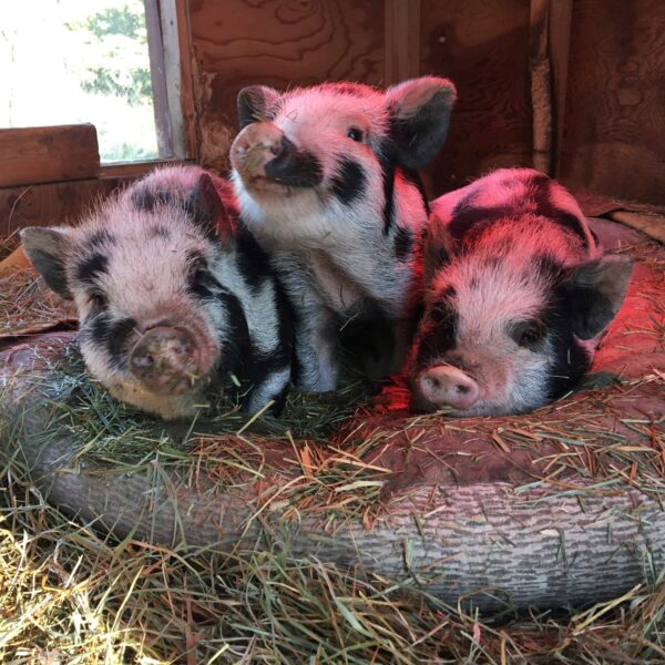 photo of 3 little pigs
