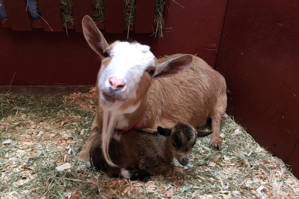 photo of goat and her baby