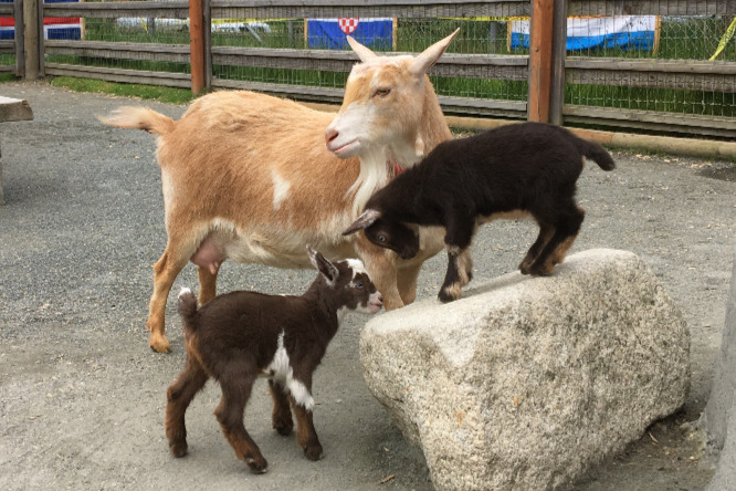 photo of goat and her two kids