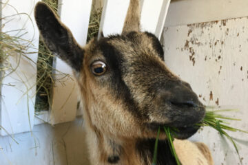 photo of Bronwyn the goat