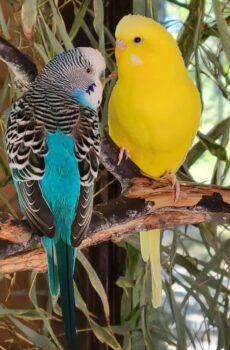 Photo of two budgies