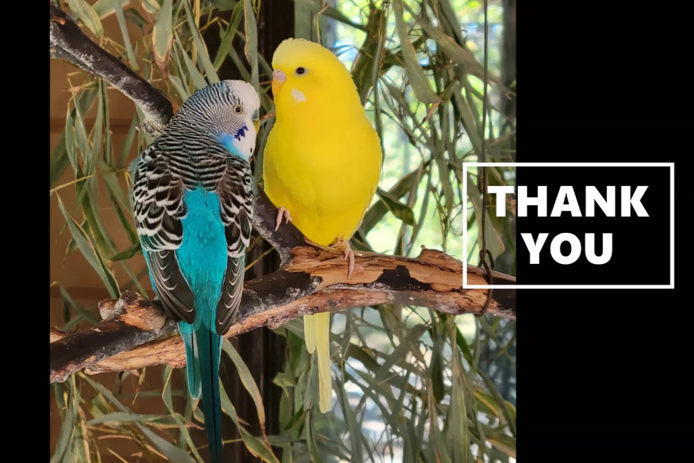 photo of budgies with "thank you" text
