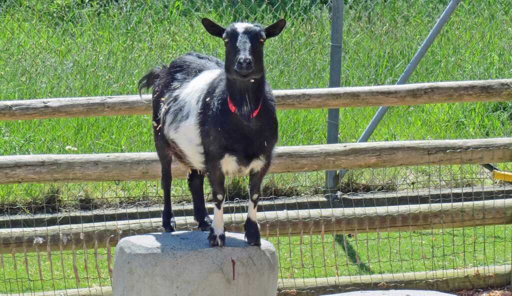 photo of Carly the goat