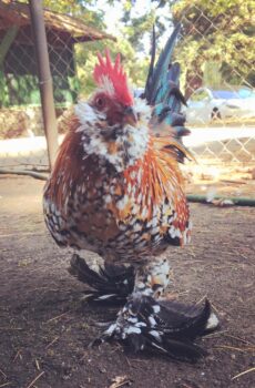 Picture of little rooster