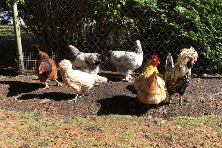 photo of chickens