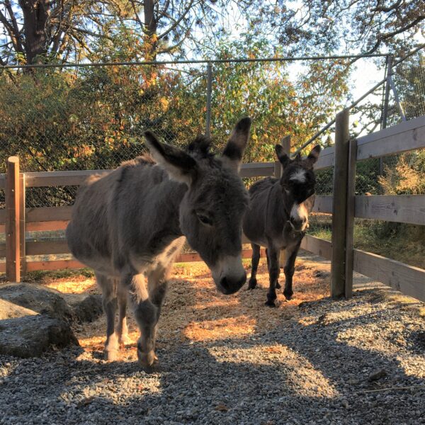 Picture of 2 donkeys