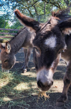 photo of donkeys