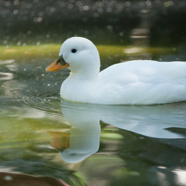 photo of duck