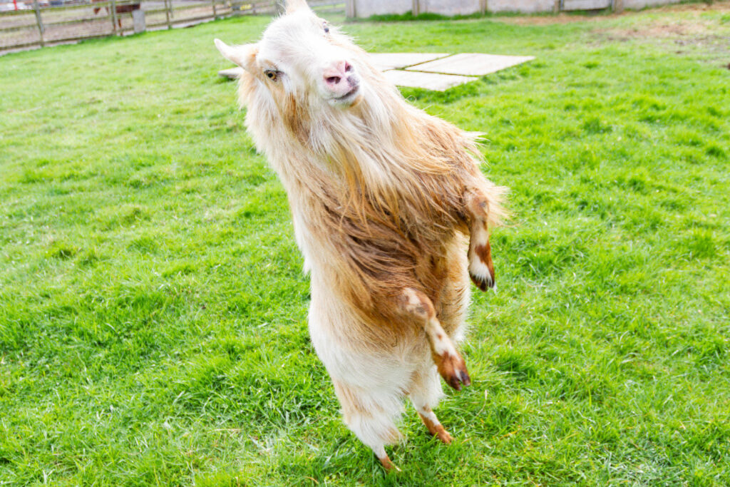 photo of a billy goat