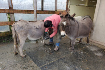 photo of farrier with donkeys