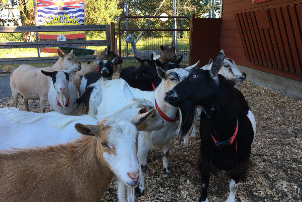 photo of goats
