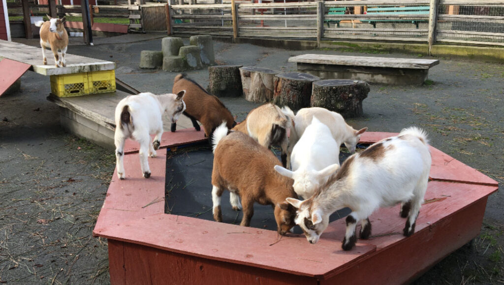 photo of goats on a trampoline