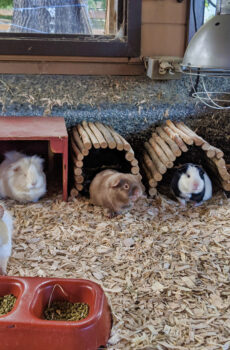 photo of guinea pigs