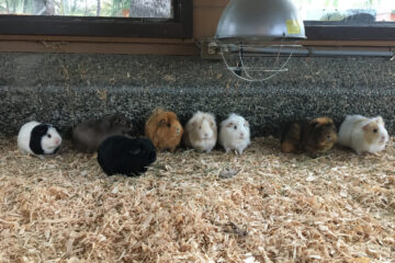photo of guinea pigs