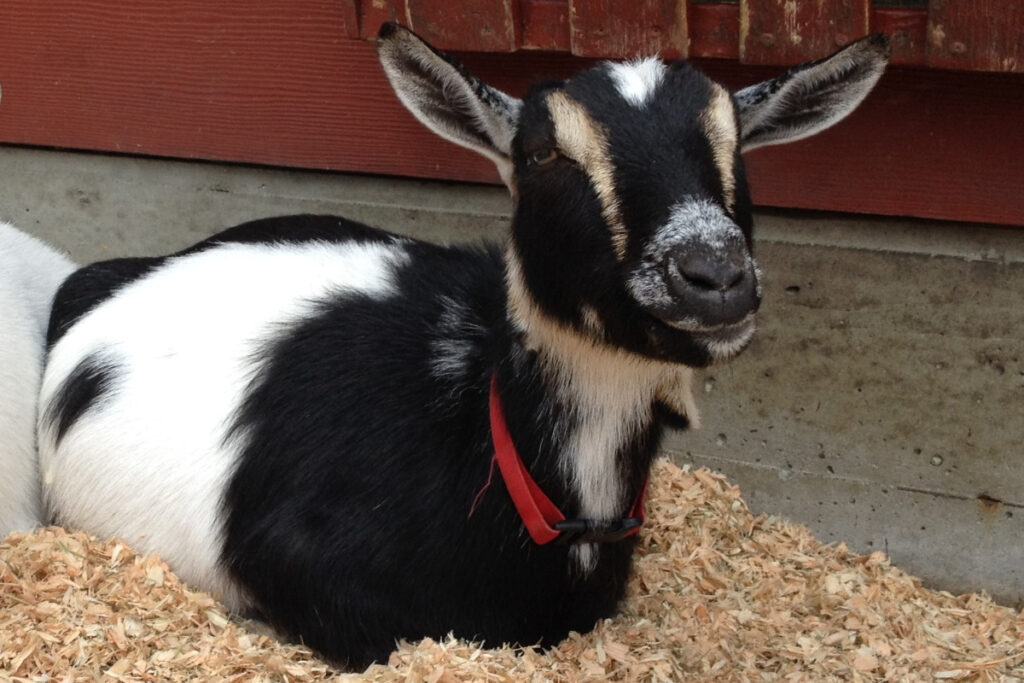 photo of Mango the goat