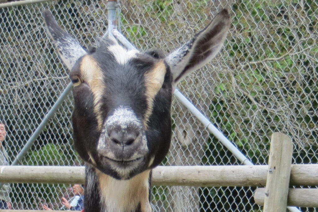 photo of Mango the goat