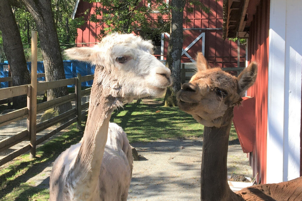 photo of two alpacas
