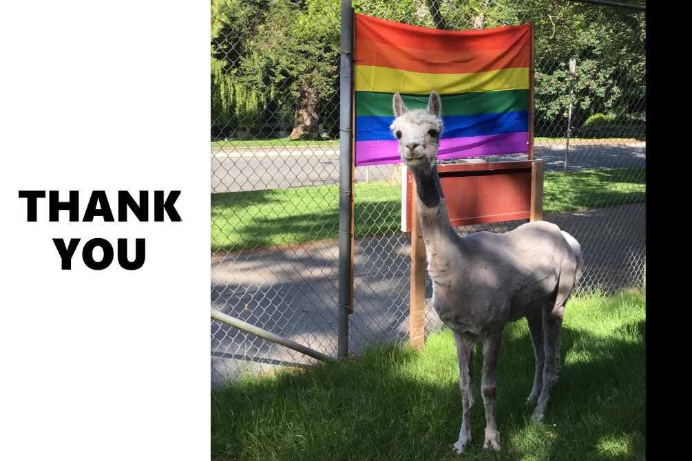 photo of alpaca with "thank you" text