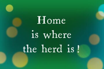 Home is where the herd is!