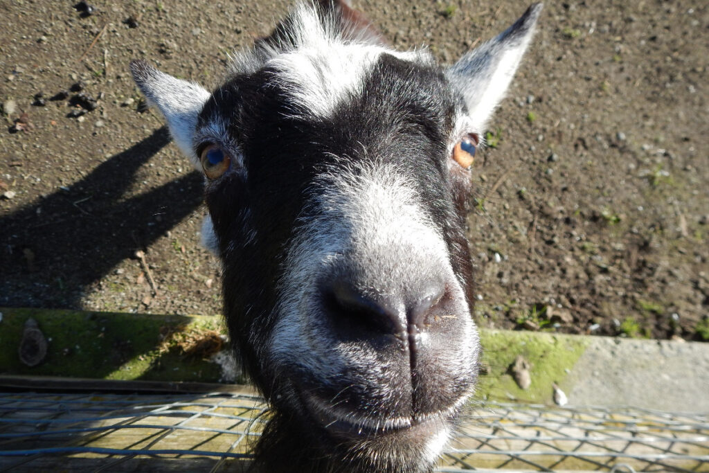 photo of Peg the goat