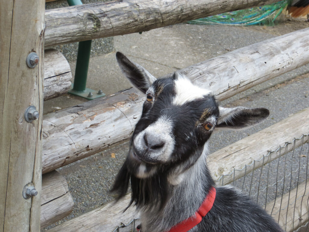 photo of Peg the goat