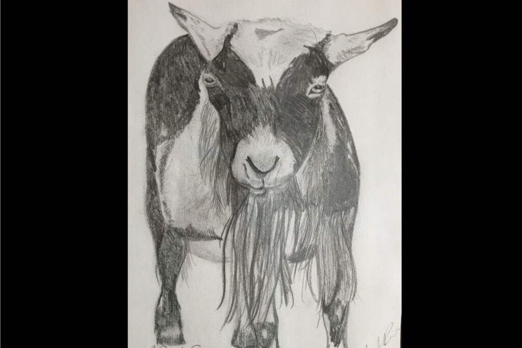 drawing of Peg the goat