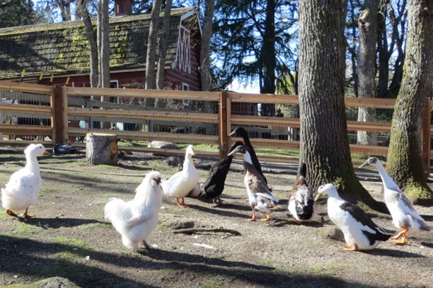 photo of ducks and a rooster
