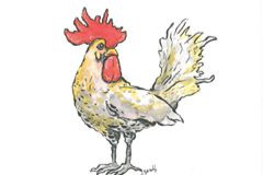 rooster illustration by Gareth Gaudin