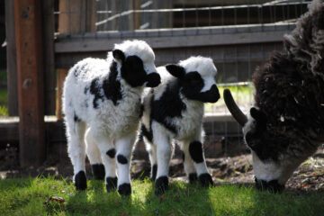 photo of sheep and lambs