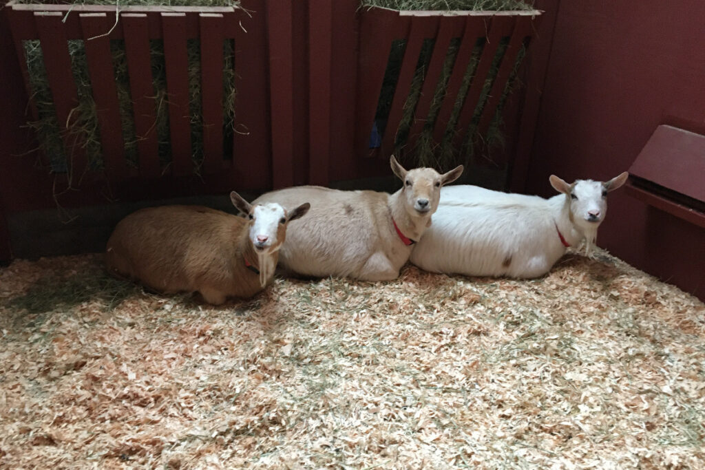 photo of three goats