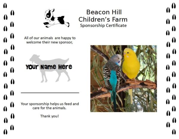 Certificate with budgie Picture