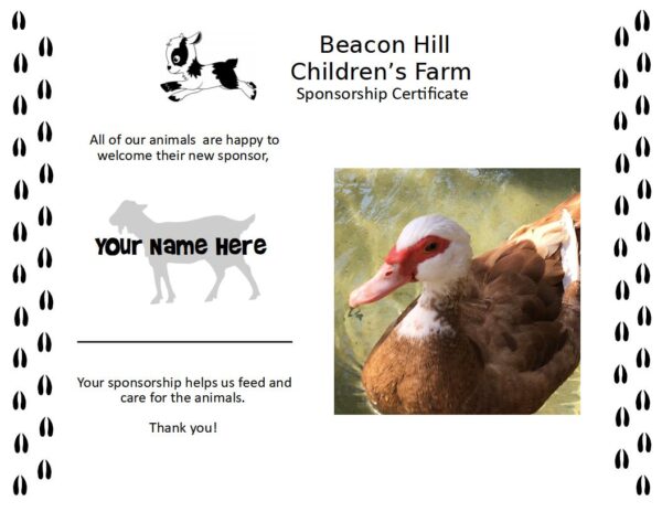 Certificate with picture of duck