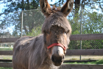 photo of donkey