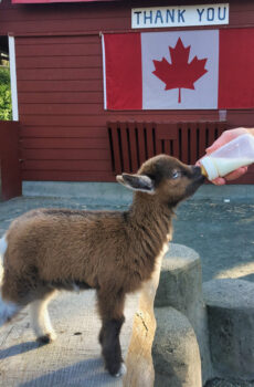 photo of goat drinking from bottle