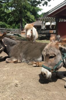 photo of 2 donkey laying donw and a little horse standing behind them