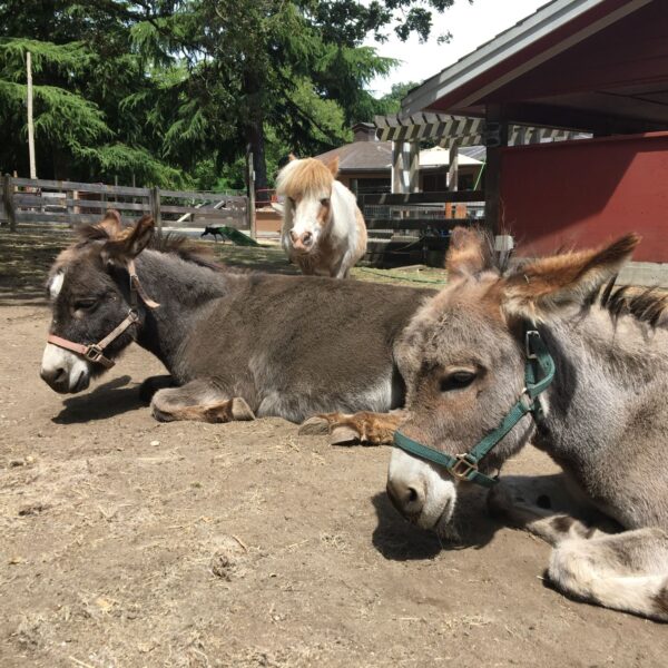 photo of 2 donkey laying donw and a little horse standing behind them