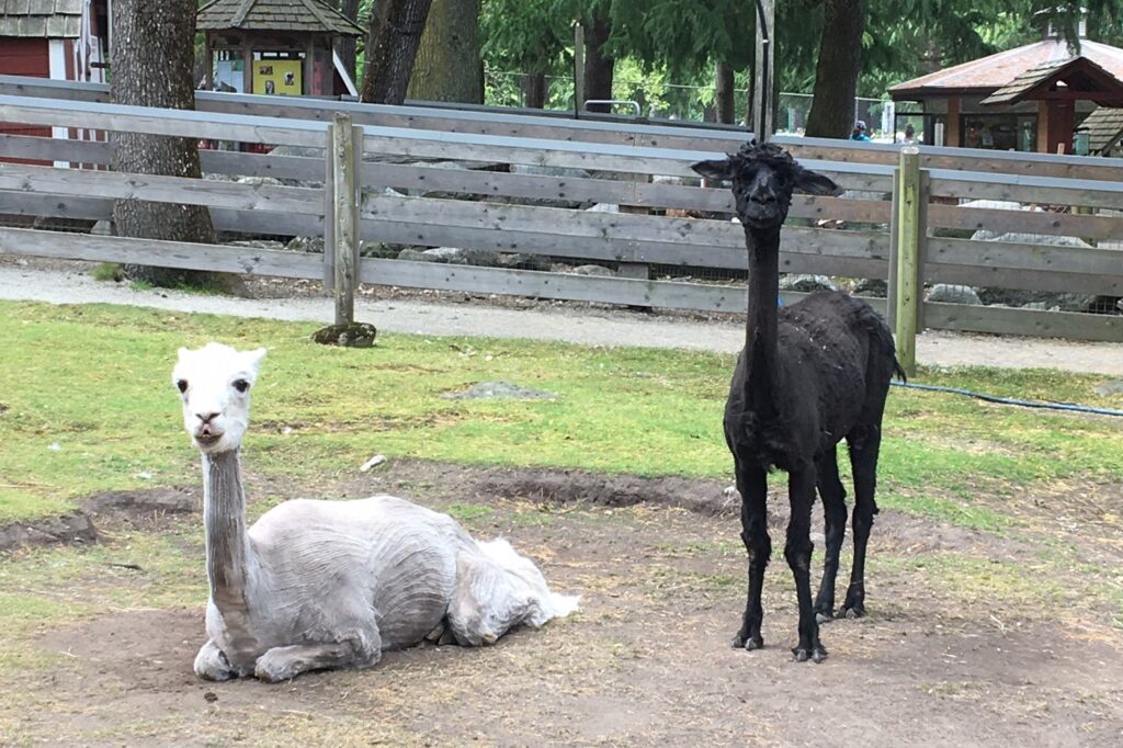 White alpaca Osmond and black alpaca Lacy freshly shorn