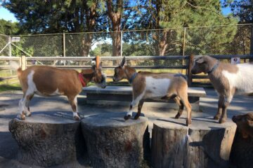 three small goats standing on wooden stumps