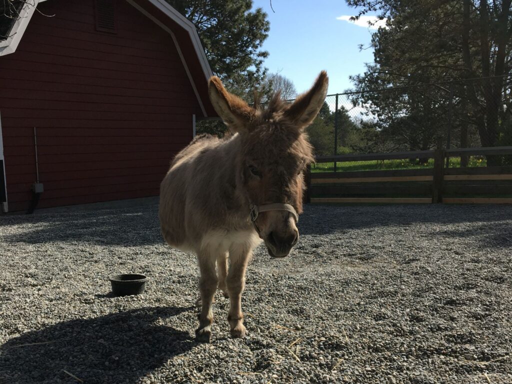 Donkey Taffy standing in front of her empty food dish