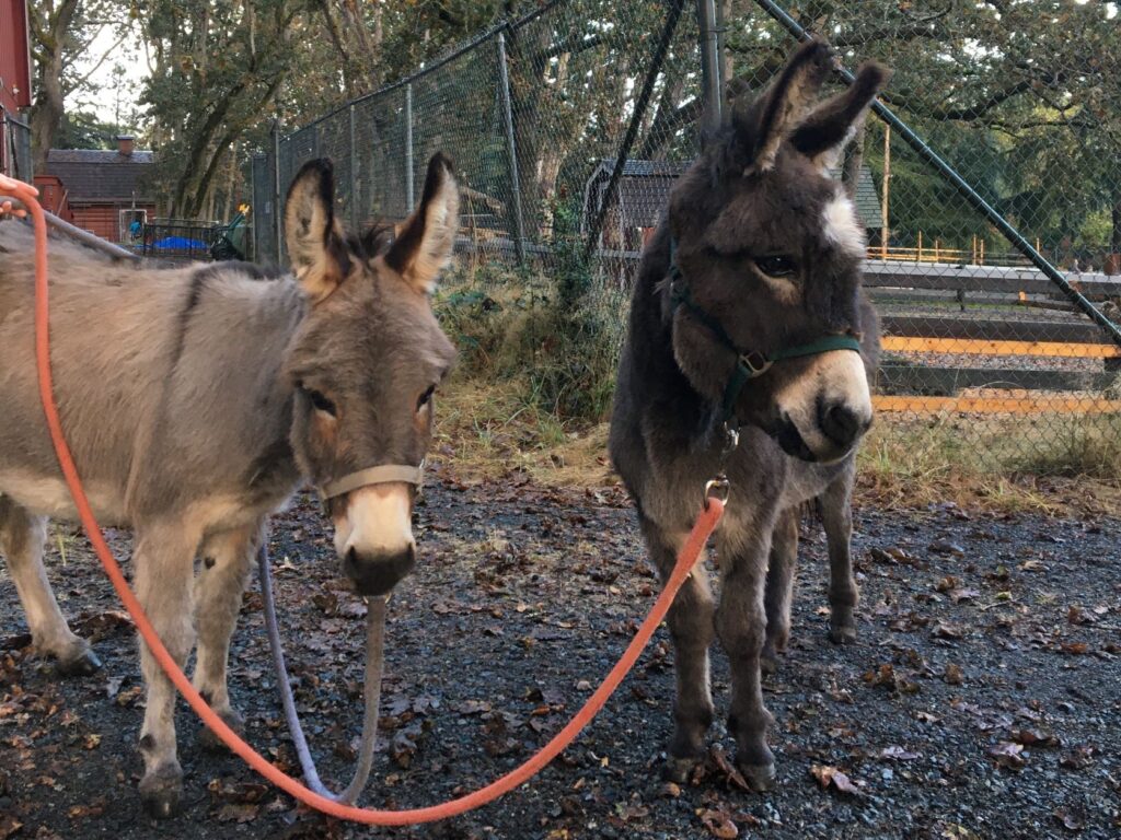 Photo of 2 donkeys