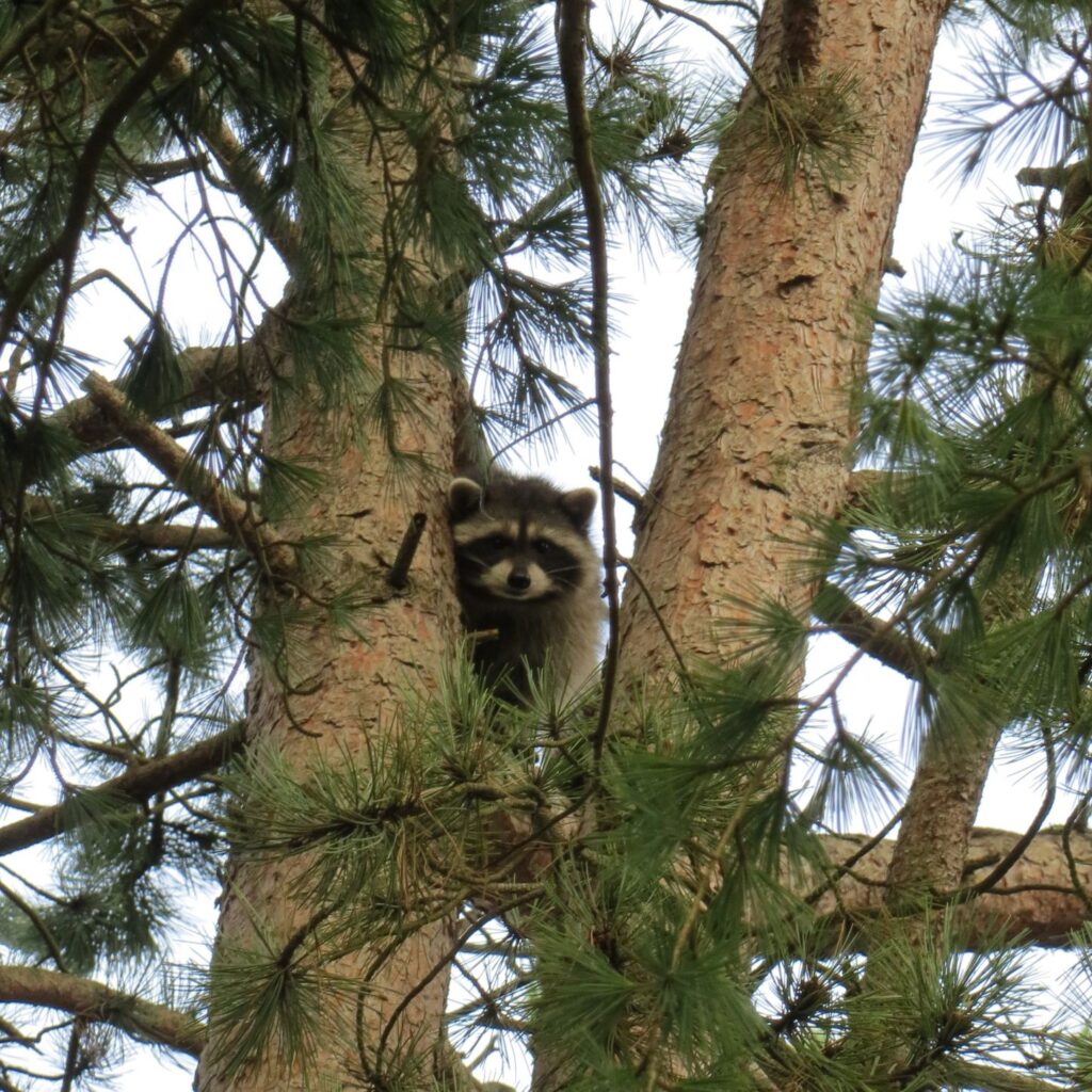 photo of raccoon in tree