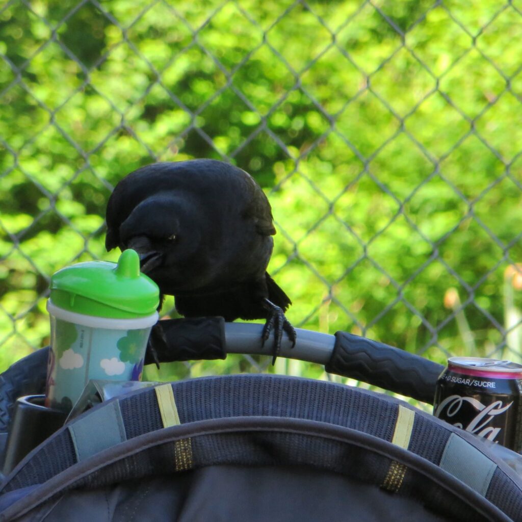 photo of crow on kids stroller