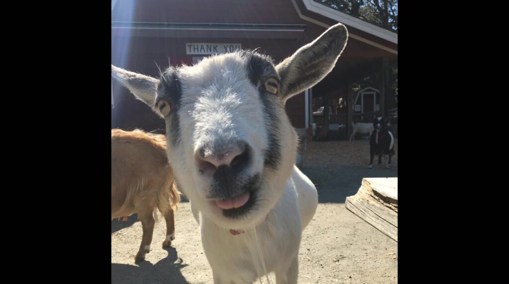photo of goat sticking her tongue out