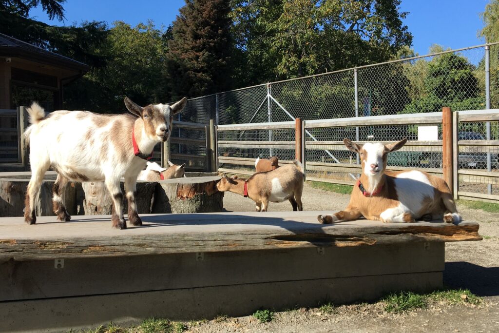 photo of goats in sunshine