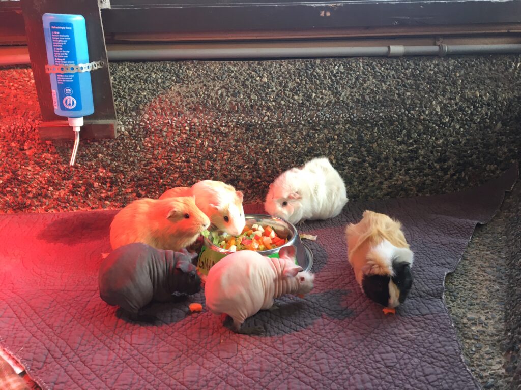 Photo of a group of guinea pigs eating veggies