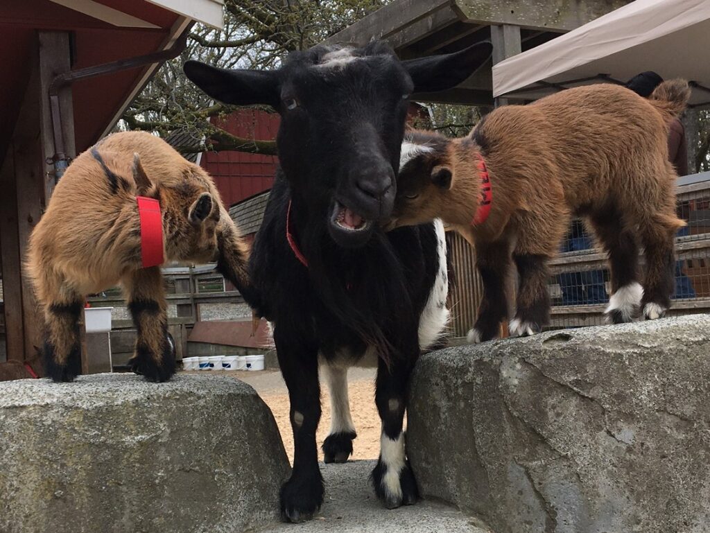 Photo of mother goat Peach and her two babies Plum and Melba