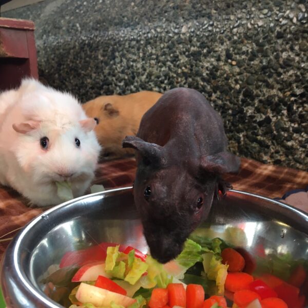 photo of guinea pigs eating veggies