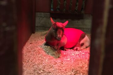 Photo of goat in red coat